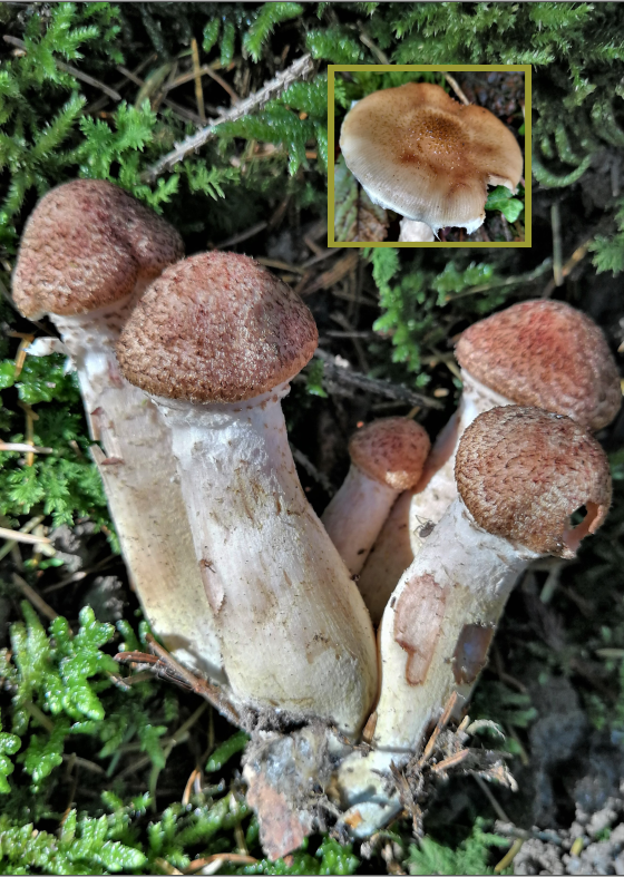 Vorderseite des Pilzbuchs